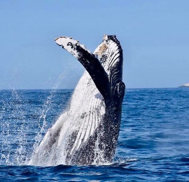 Whale jumping in sea of cortes