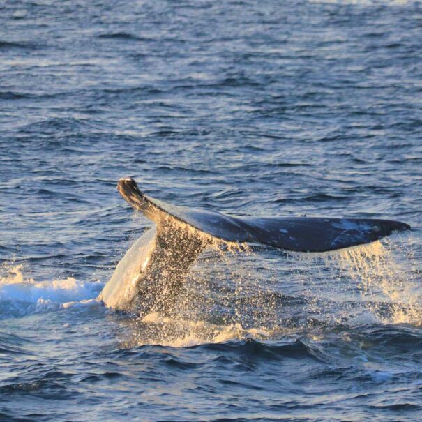 Pez-Gato-Los-Cabos-Sunset-Whale-Watching