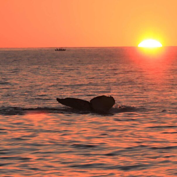 Whale Watching Sunset Pez Gato