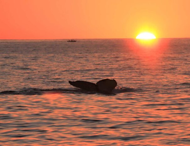 Whale Watching Sunset